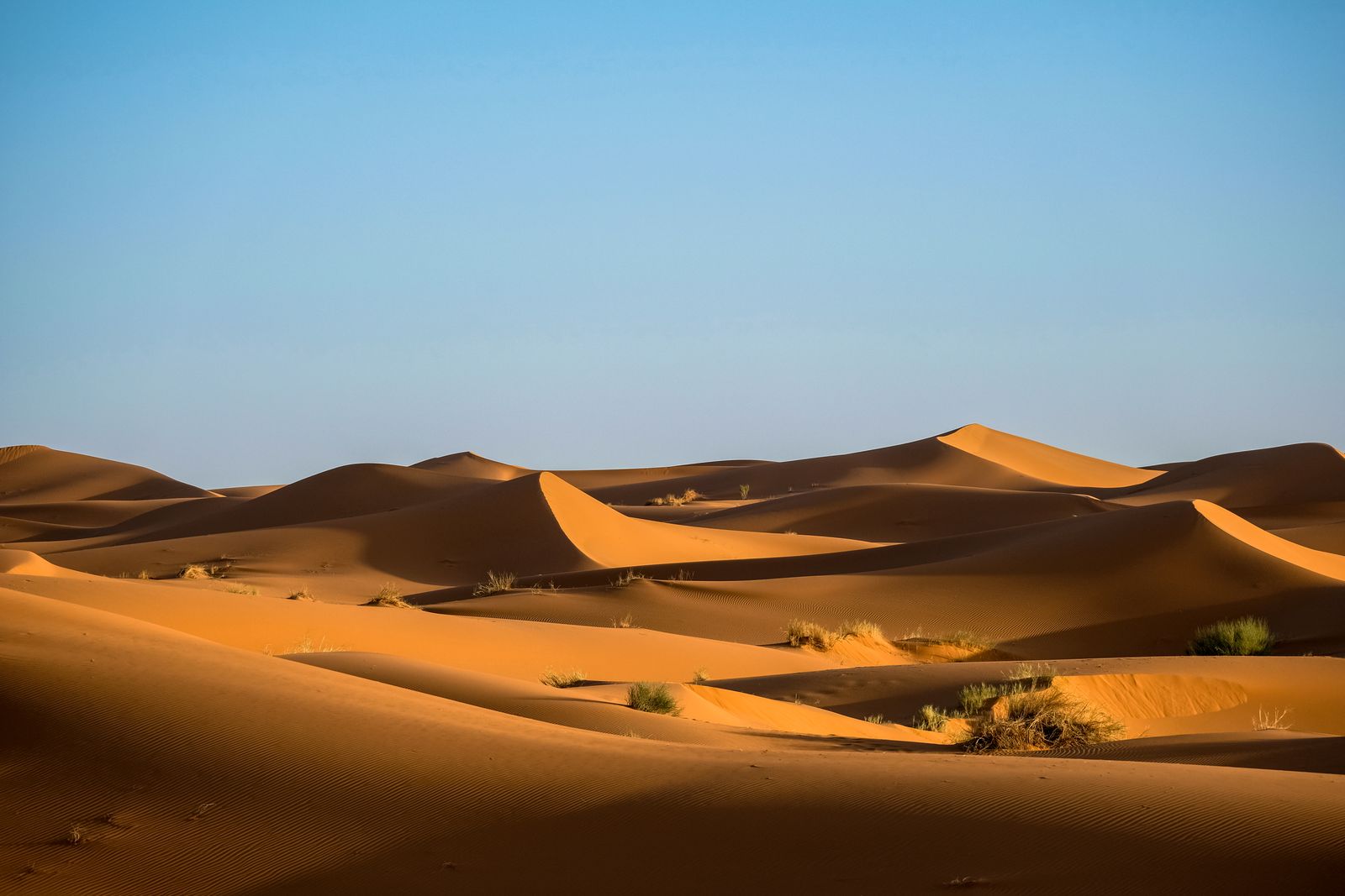 Green bushes in a desert landscape